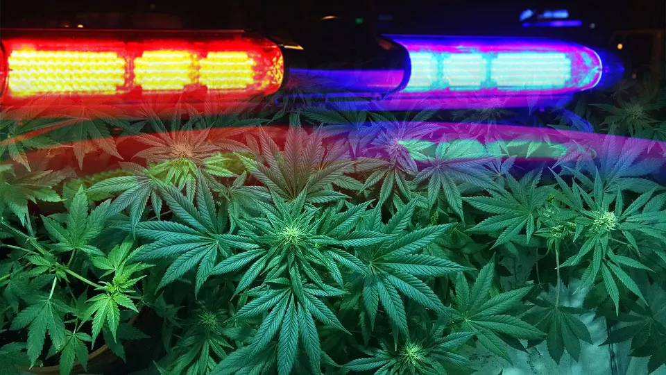 Police Car image with cannabis gradient between two images
